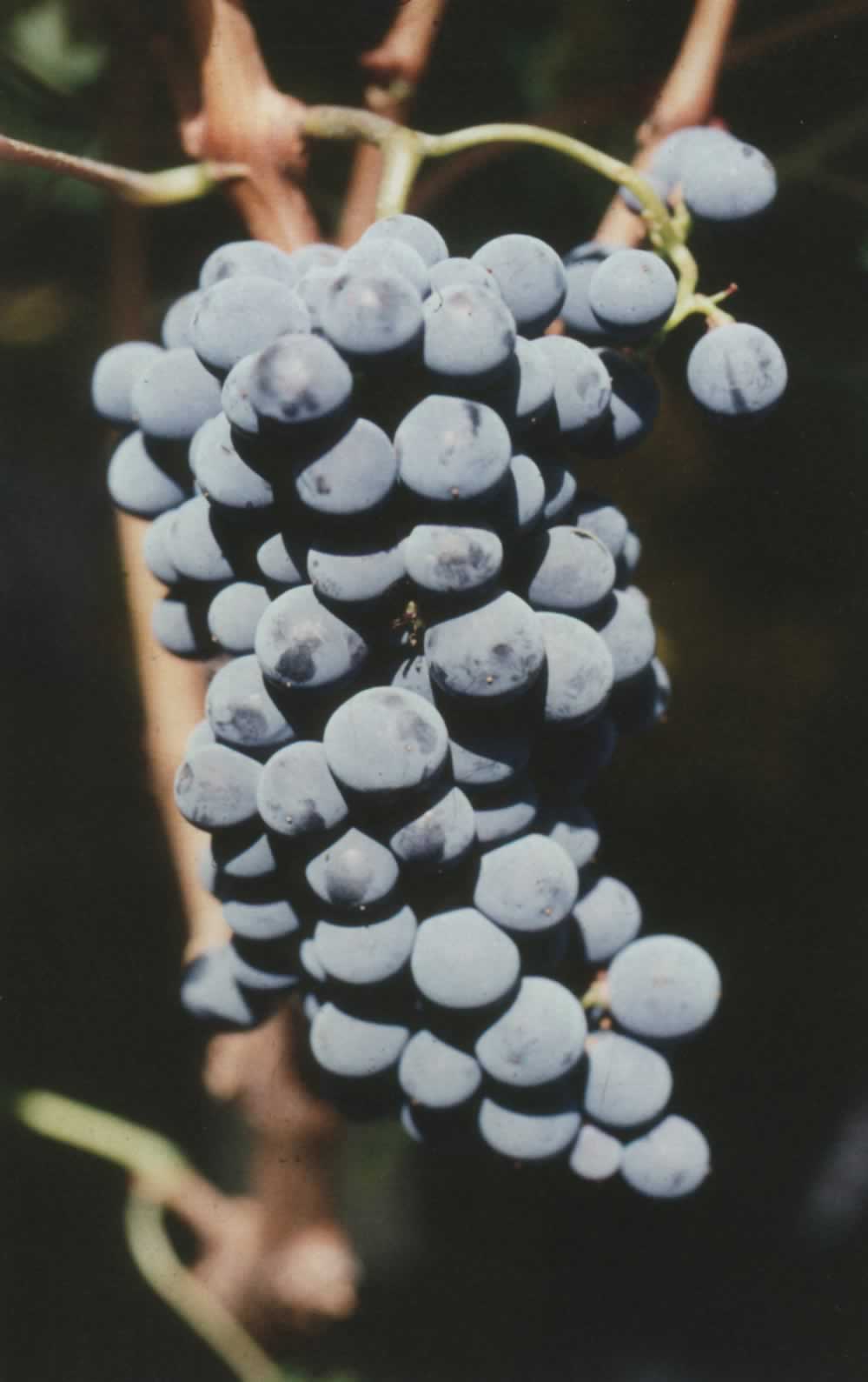 Pied de vigne: Cabernet Sauvignon.