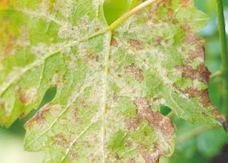 Le Mildiou de la Vigne : maladies de la vigne