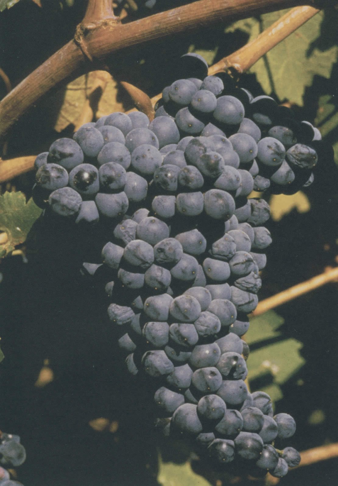 Mourvèdre N: Description du cépage.