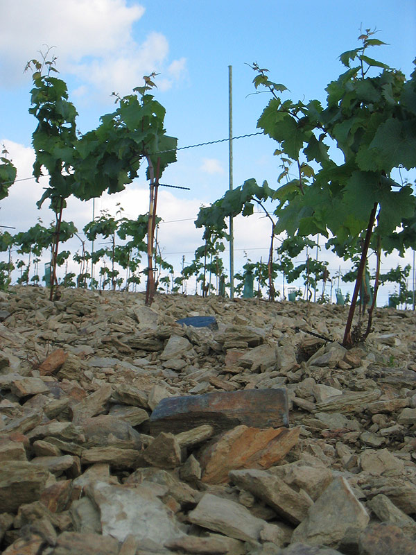 Plantation du vignoble : Les porte-greffes de vigne. Plantation du vignoble : Les porte-greffes de vigne.