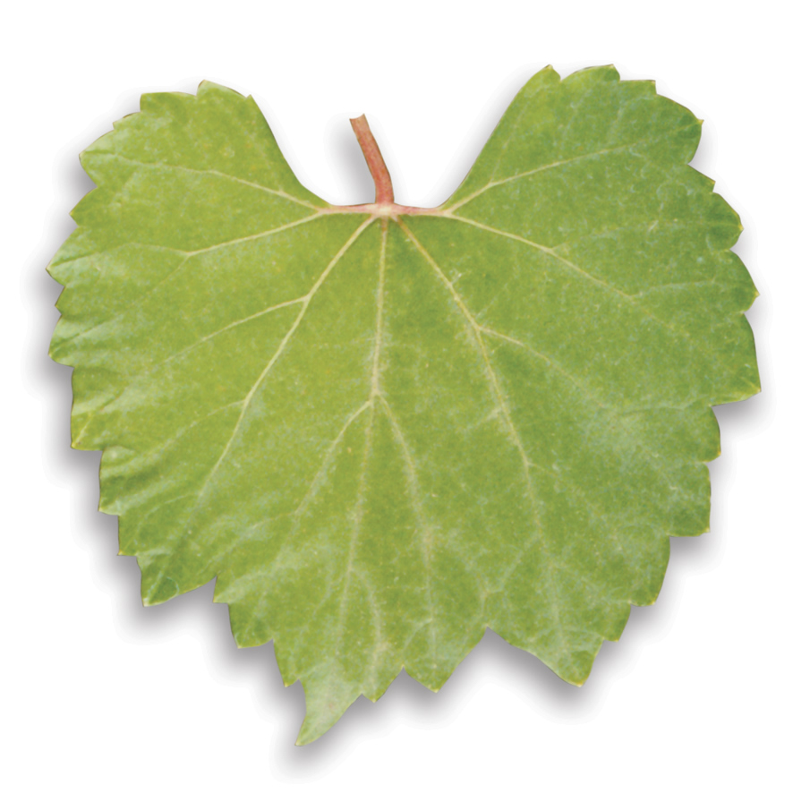 Porte greffe vigne 1103 paulsen | Paulsen 1103