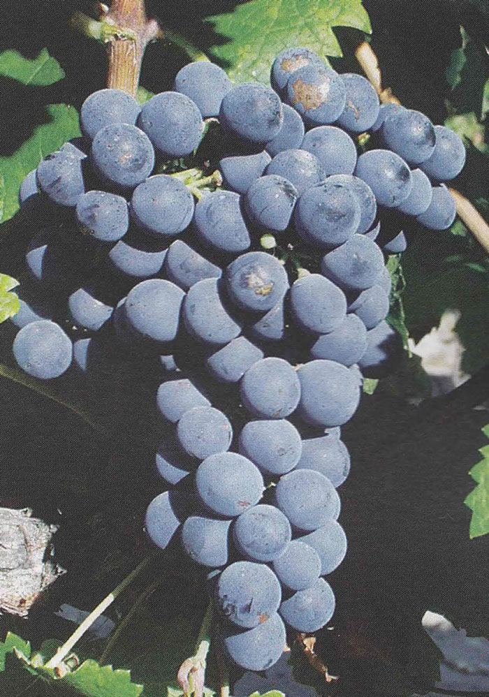 Cépages: Cabernet Franc