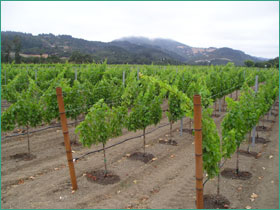 Arrosage de la vigne : Influence du stress hydrique.