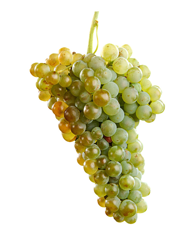 Macabeu B. Rustique et polyvalent.