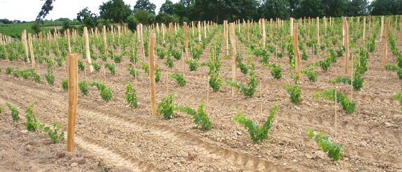 planter une vigne de table