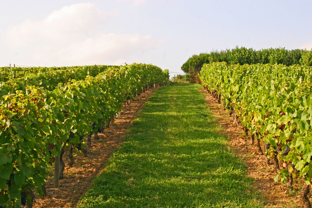 planter une vigne a vin