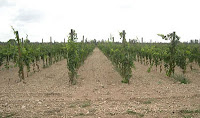 Influence des différentes densités de plantation sur la qualité des vins.