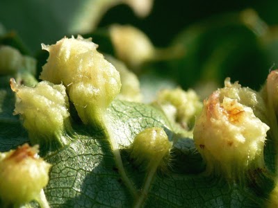 Phylloxéra de la vigne