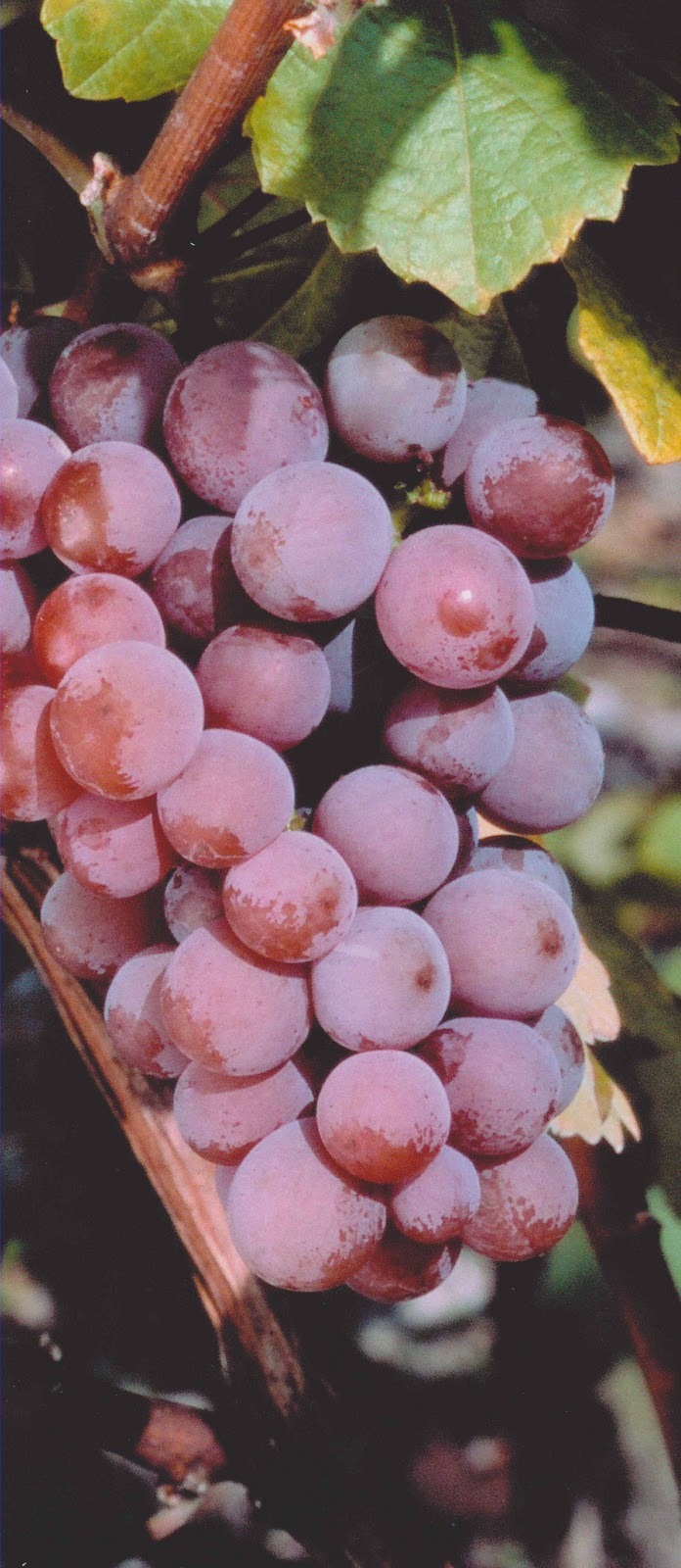 Gewürztraminer. Le Roi du Rhin.