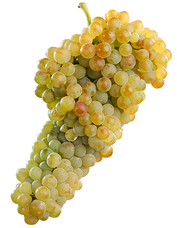 Grenache blanc : Productif et résistant. Raisins de cuve blancs.