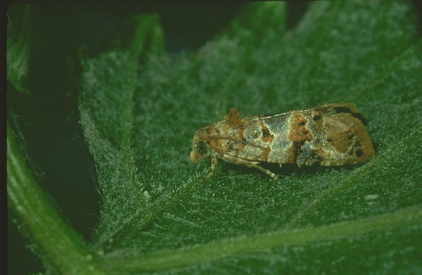 Eudemis (Lobesia botrana Den. Et Schiff.)