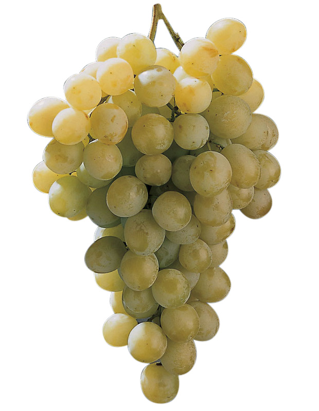 Raisin de table Italia. Origine. Caractéristiques. Aptitudes. Potentiel.