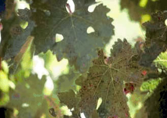 Engrais pour le vignoble: Phosphore pour le vignoble (P2O5)
