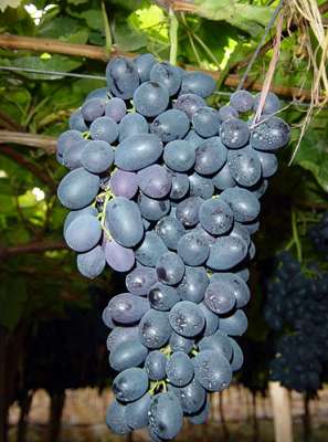 Variété de raisin | Don Mariano |Raisin de table