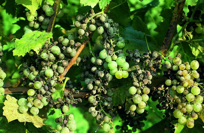 Oïdium Vigne: Maladies de la Vigne