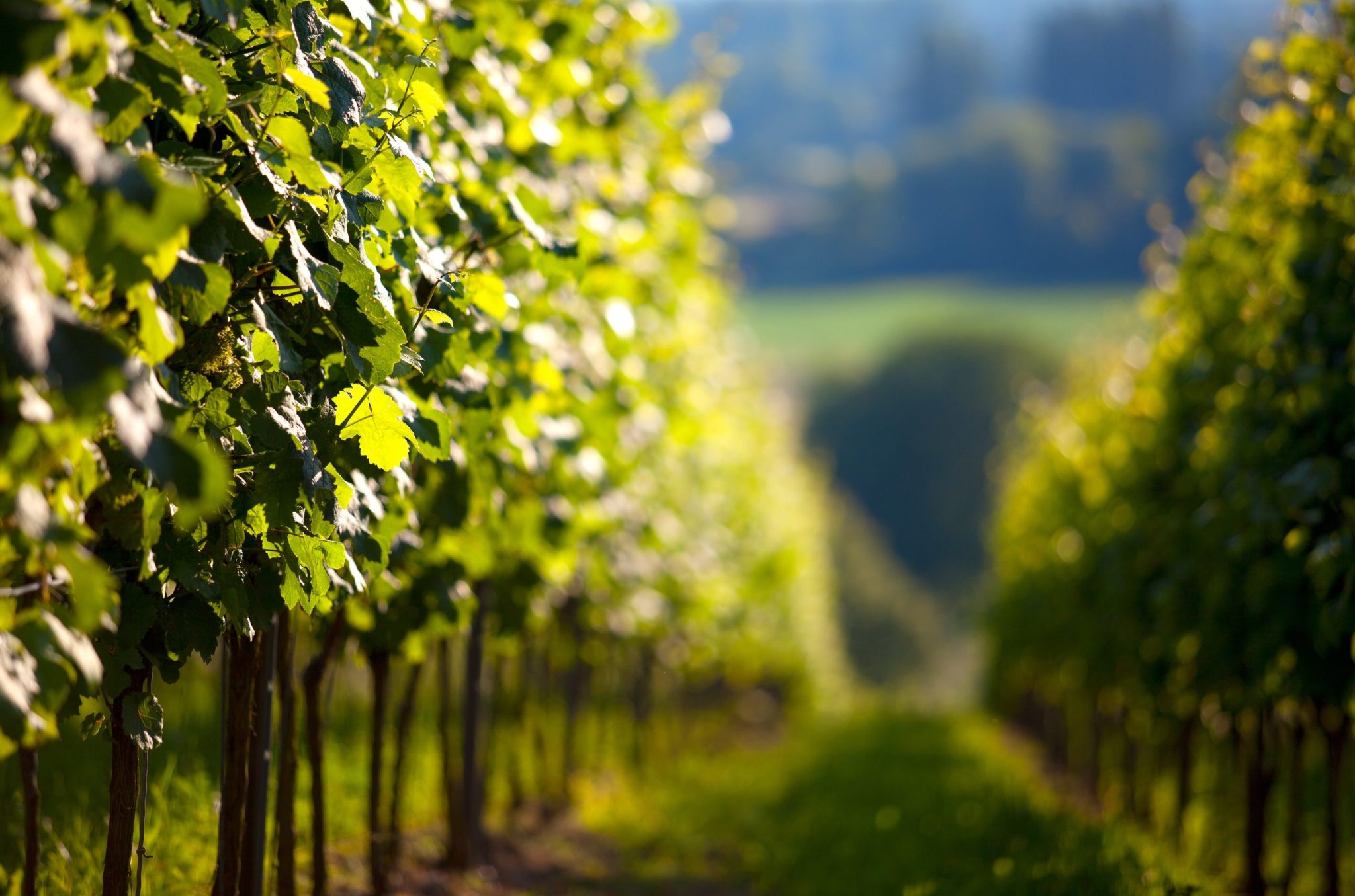 a quelle periode planter la vigne