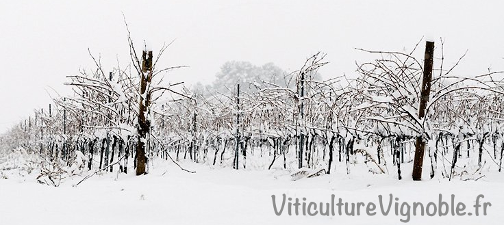 Où peut-on planter une vigne?