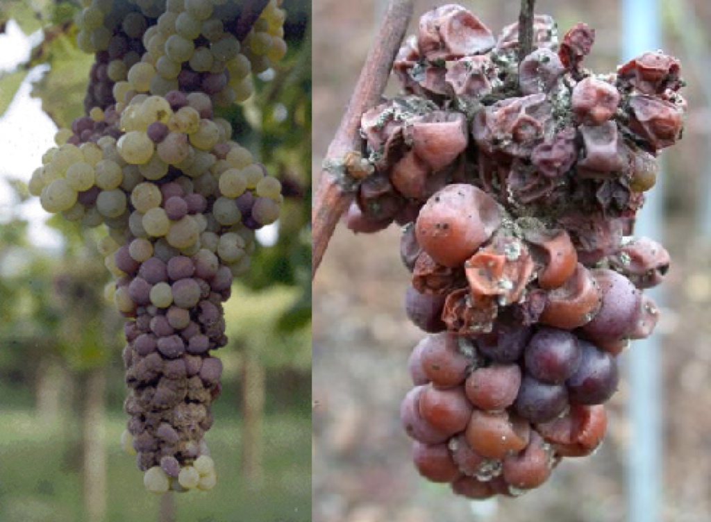 Botrytis ou pourriture grise (Botrytis cinerea Pers.)