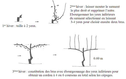 planter un sarment de vigne