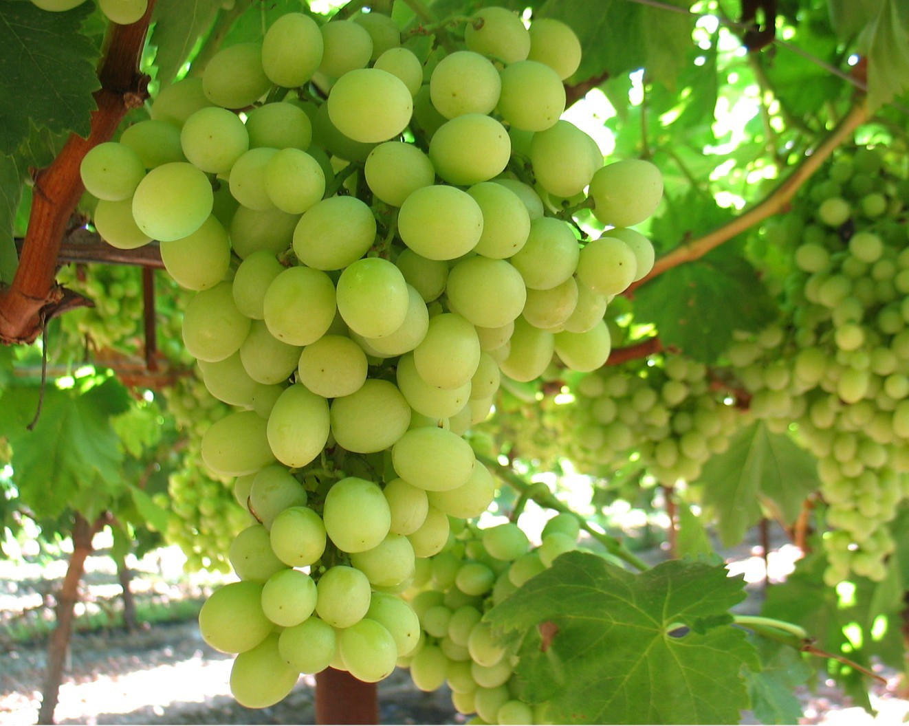 Sugraone | Variété Blanche Apyrène | ViticultureVignoble.fr