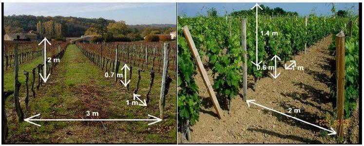 planter une vigne de table