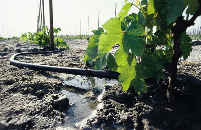 Qu’est-ce que la fertigation de la vigne ?