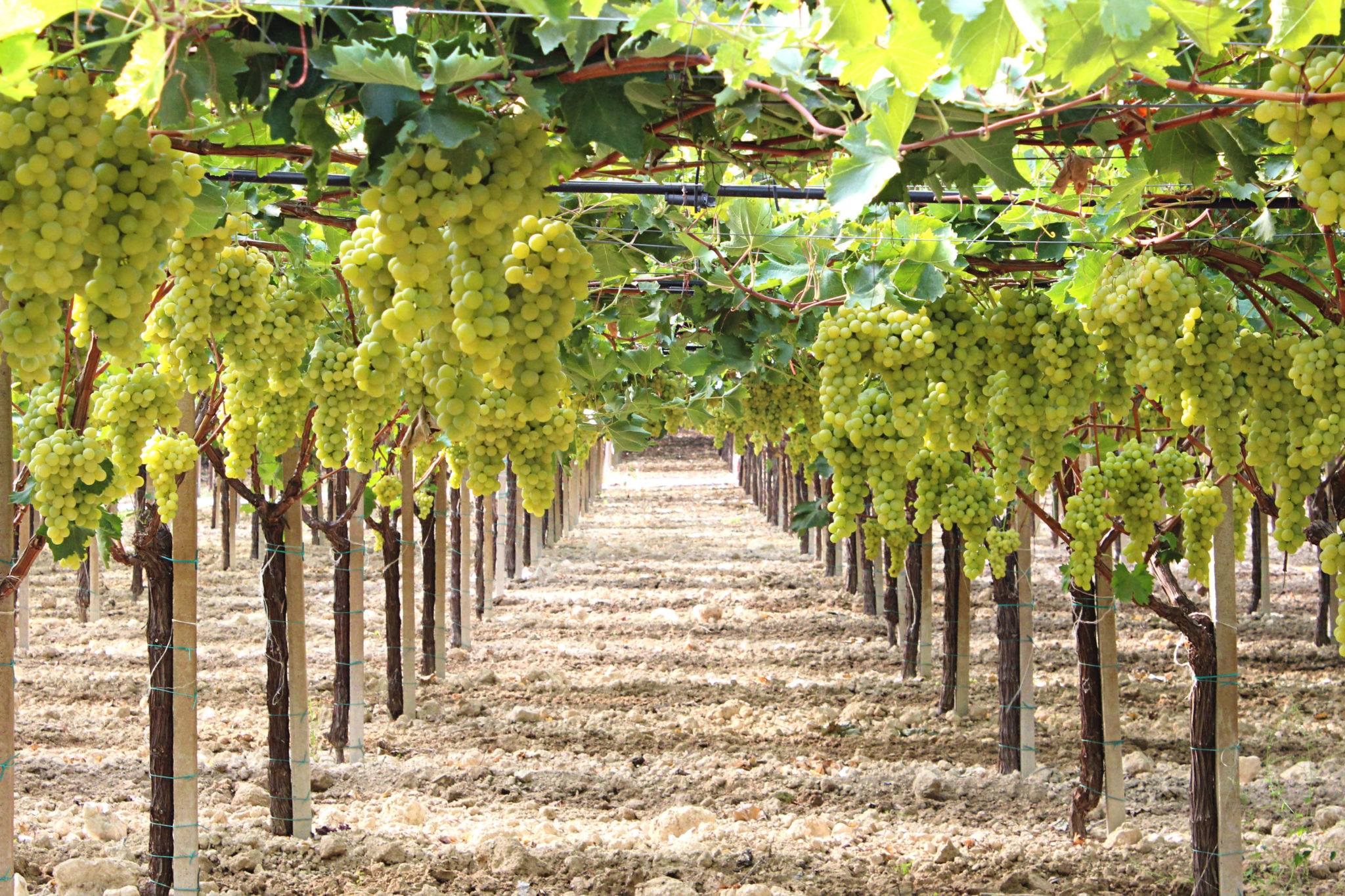 comment planter vigne raisin de table