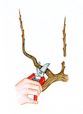 Taille de la vigne. La première année, la formation du cep.