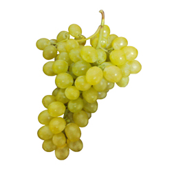 Aledo – Raisin de table blanc