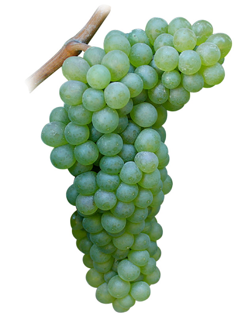 Viognier. Cépages de vin blanc.