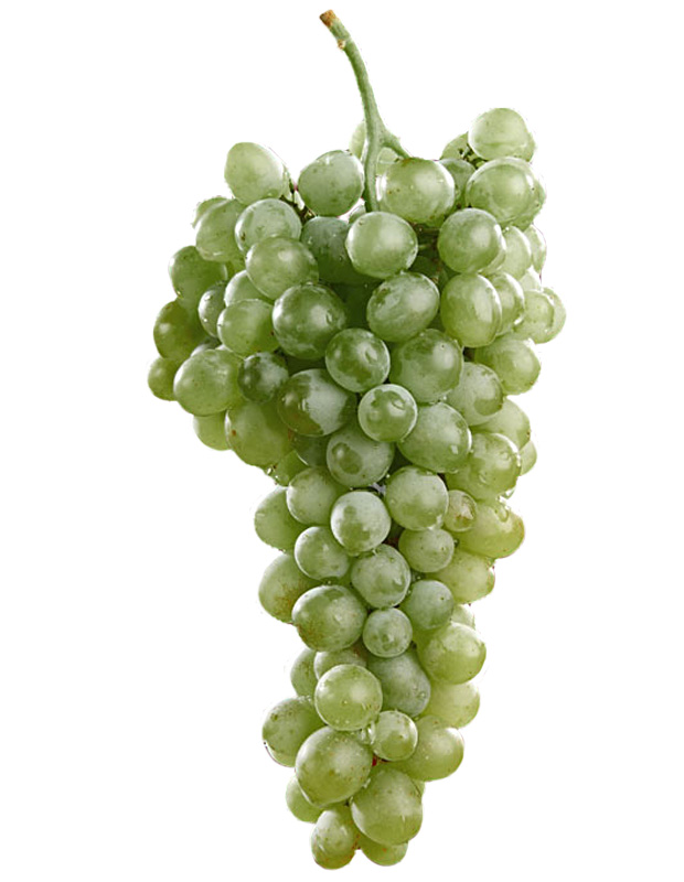 planta_chardonnay_blancas