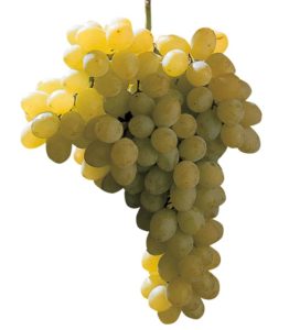 Raisin blanc sans pépins |Sultanine Raisin blanc sans pépins |Sultanine