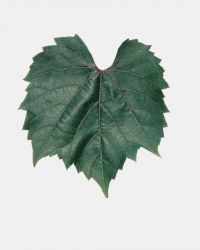 porte greffe vigne 3309 porte greffe vigne 3309