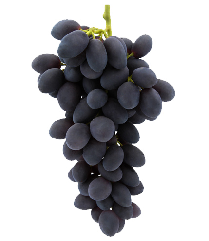 Autumn Royal Autumn Royal | Raisin de table sans pépins