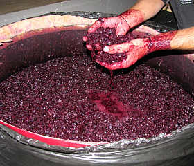 moût du raisin moût du raisin