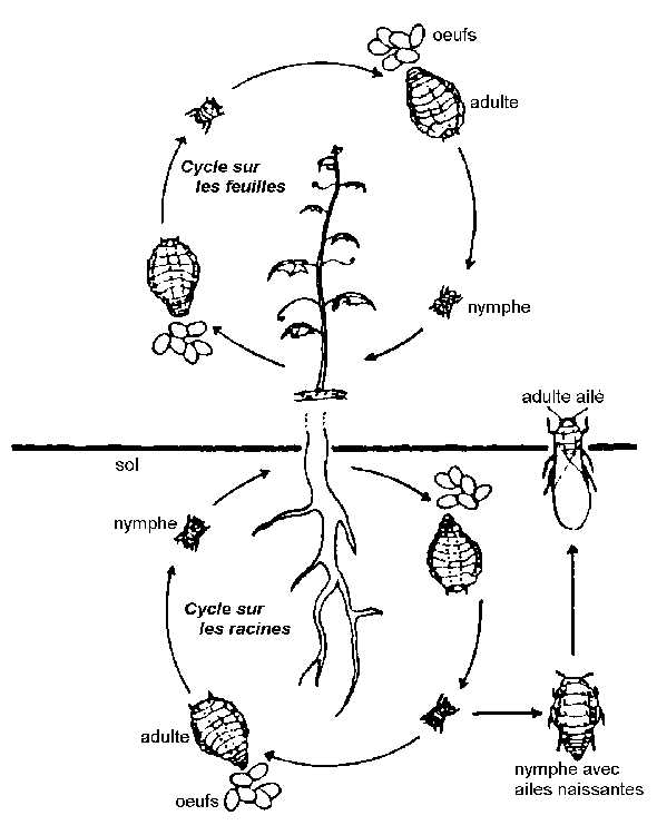 Phylloxéra de la vigne